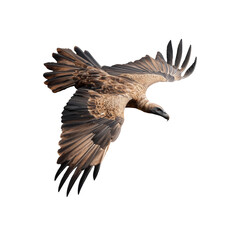 Obraz premium A bird is captured in mid-flight, demonstrating its impressive wing span and intricate feather pattern against a transparent background.