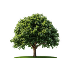 Fototapeta premium This isolated hall tree features lush green leaves and a strong trunk, perfect for use in various design applications or presentations.