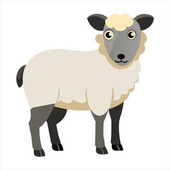 Lamb or Sheep Displayed on White