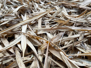 A close-up view of dry, brown bamboo leaves scattered on the ground, showcasing their slender...