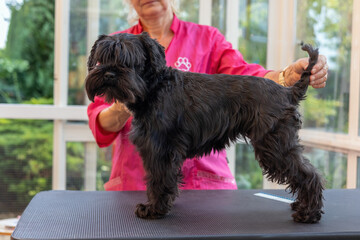 Fenale groomer is showing the Black Schnauzer dog standing on grooming table. Horizontally. 