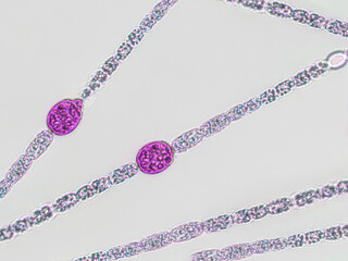 Probiotics, lactic acid bacteria. Algae, bacteria and microorganisms. Microscopic probiotics,...
