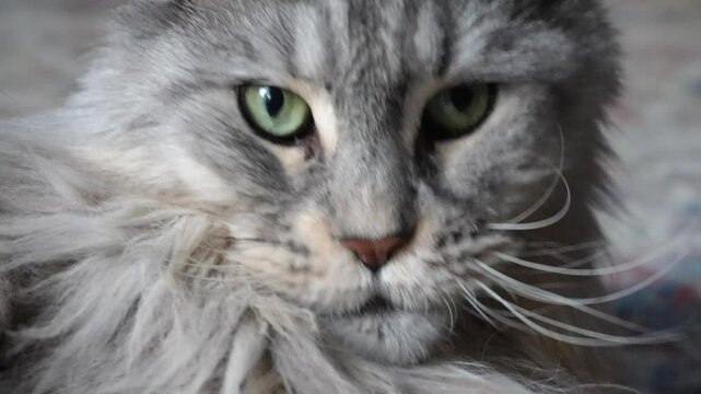 Maine Coon cat plays and turns its head, close-up