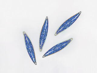 Probiotics, lactic acid bacteria. Algae, bacteria and microorganisms. Microscopic probiotics, bacterial flora