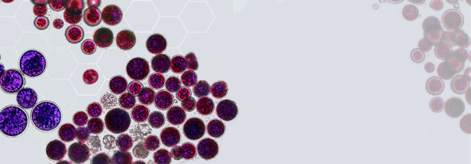 Probiotics, lactic acid bacteria. Algae, bacteria and microorganisms. Microscopic probiotics, bacterial flora