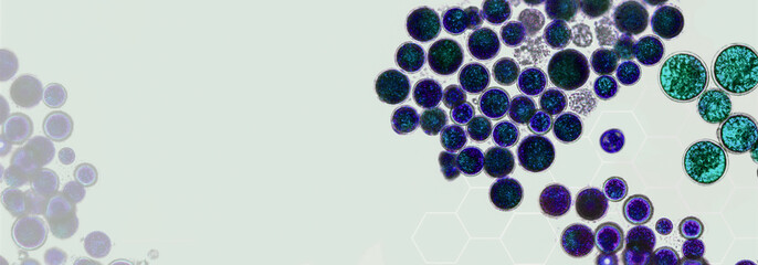 Probiotics, lactic acid bacteria. Algae, bacteria and microorganisms. Microscopic probiotics,...