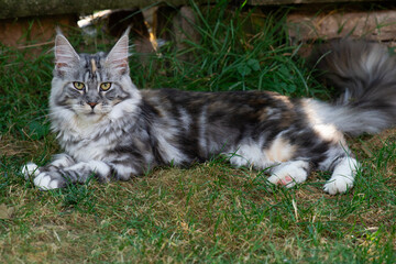 Liegende Maine Coon Katze im Garten