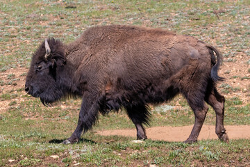 American plains bison (Bison bison) walking through a meadow at Grand Canyon's North Rim.

