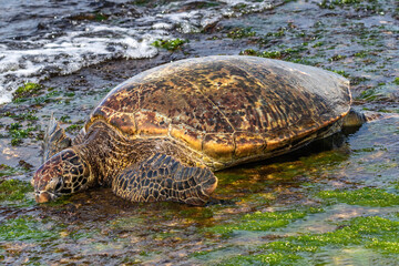 Closeup view of Green sea turtle (chelonia mydas), using its flippers to move along the beach in Oahu, Hawaii. Lying on rocks and green sea moss. 
