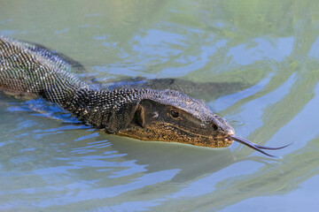 Asian Water Monitor lizard (Varanus salvator) swimming in the lake at Lumphini Park, Bangkok, Thailand. Head above water, tongue extended. 

