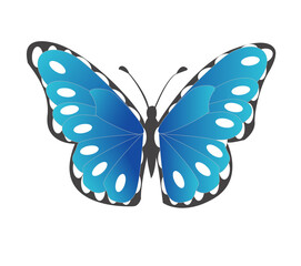 butterfly, insect, isolated, white, wing, nature, wings, beauty, black, fly, butterflies, animal, moth, yellow, blue, orange, beautiful, swallowtail, macro, bug, colorful, monarch, flying, lepidoptera