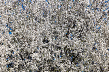 Branches of a white blooming apricot tree