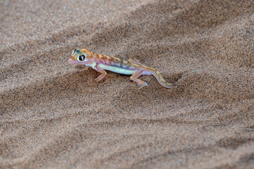 A Namibgecko in the hot sand of the Namib desert in Namibia