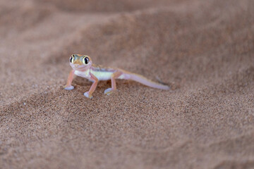 A Namibgecko in the hot sand of the Namib desert in Namibia