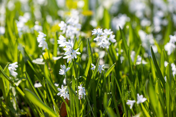 Nature background with Scilla flowers