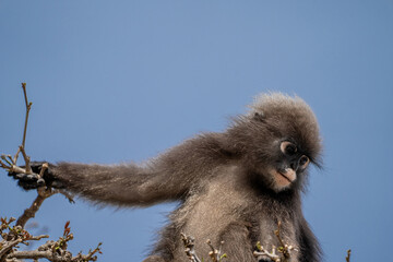 Dusky leaf monkey on a tree searching for food. Blue sky in the background as copy-space