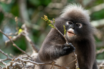 Dusky leaf monkey on a tree searching and eating leafs. 