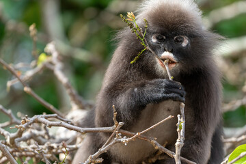 Dusky leaf monkey on a tree searching and eating leafs. 