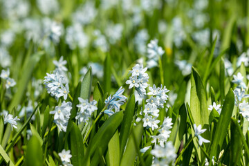 Scilla blooming in a meadow
