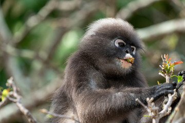 Dusky leaf monkey on a tree searching and eating leafs. 