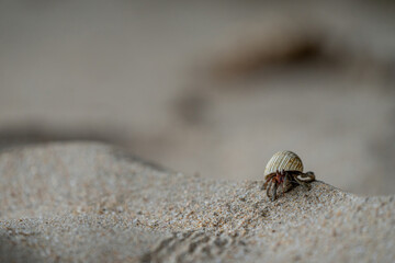 A hermit crab leaving a trace in the sand at the beach