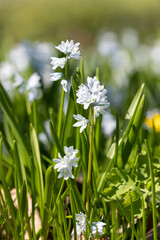 Close-up of a Scilla flower