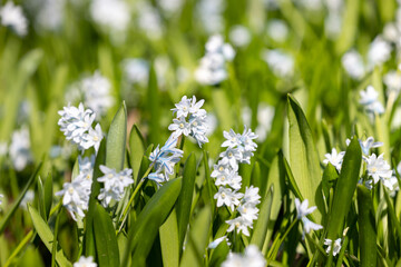 Scilla flowers blooming in spring