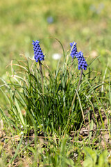 Muscari hyacinth flower in the grass