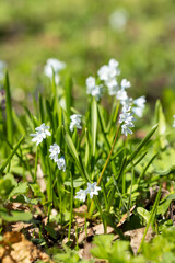 Scilla in bloom in a field