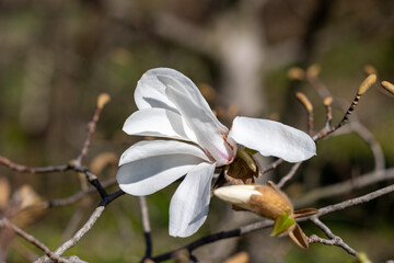 White magnolia flower close up