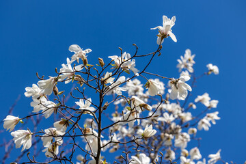 Magnolia branches with flowers against bright blue sky