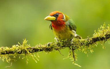 Anden-Bartvogel (Eubucco bourcierii),  Rotkopf-Bartvogel