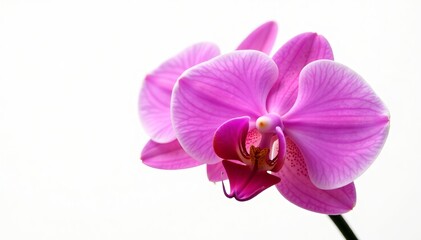 Fototapeta premium Close-up of vibrant pink orchid flower isolated on white, detail, decoration