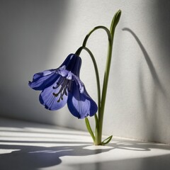 "A lone bluebell with dramatic shadow play, enhancing its delicate curves on a white backdrop."
