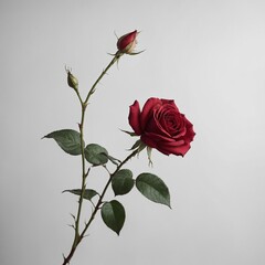 "A rose stem elegantly bending as if floating in space against a white background."