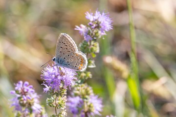 Common blue butterfly or European common blue(Polyommatus icarus) in blooming field of herbs