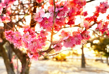 夕日に照らされた紅梅