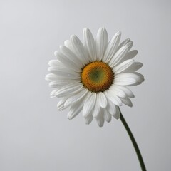 "A delicate white daisy floating in a minimalistic composition on a bright white background."