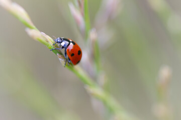 Obraz premium cute red bug crawls up the blade of grass, cute bug from the front, ladybug on the top of a blade of grass, close-up of a ladybug, red beetle from the side, close up insect, Coccinellidae