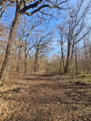 Wonderful Plänterwald Forest in Berlin Treptow - Spring Season