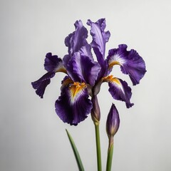 "A bright purple iris flower standing tall against a seamless white background."