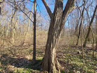 Wonderful Plänterwald Forest in Berlin Treptow - Spring Season