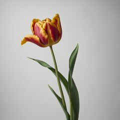 "A single tulip in full bloom with an elegant curved stem, floating against a white backdrop."