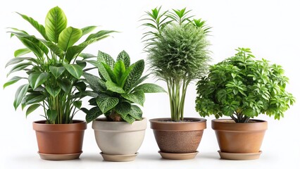 Obraz premium Lush Potted Plants Isolated on White Background - Perfect for Home Decor & Gardening Websites