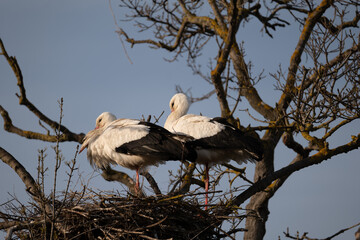 stork on the nest