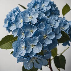 "A detailed close-up of a blue hydrangea cluster with intricate veins on a stark white surface."