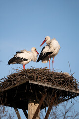 stork in the nest