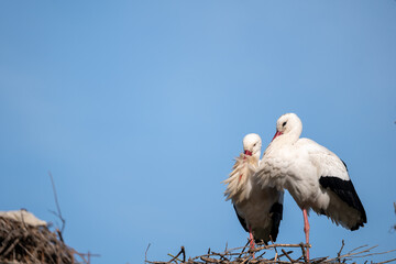 stork in the nest