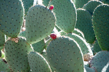 Tropical prickly pear plant, opuntia cactus or barbary fig