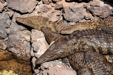 A group of many crocodiles are basking next to water.